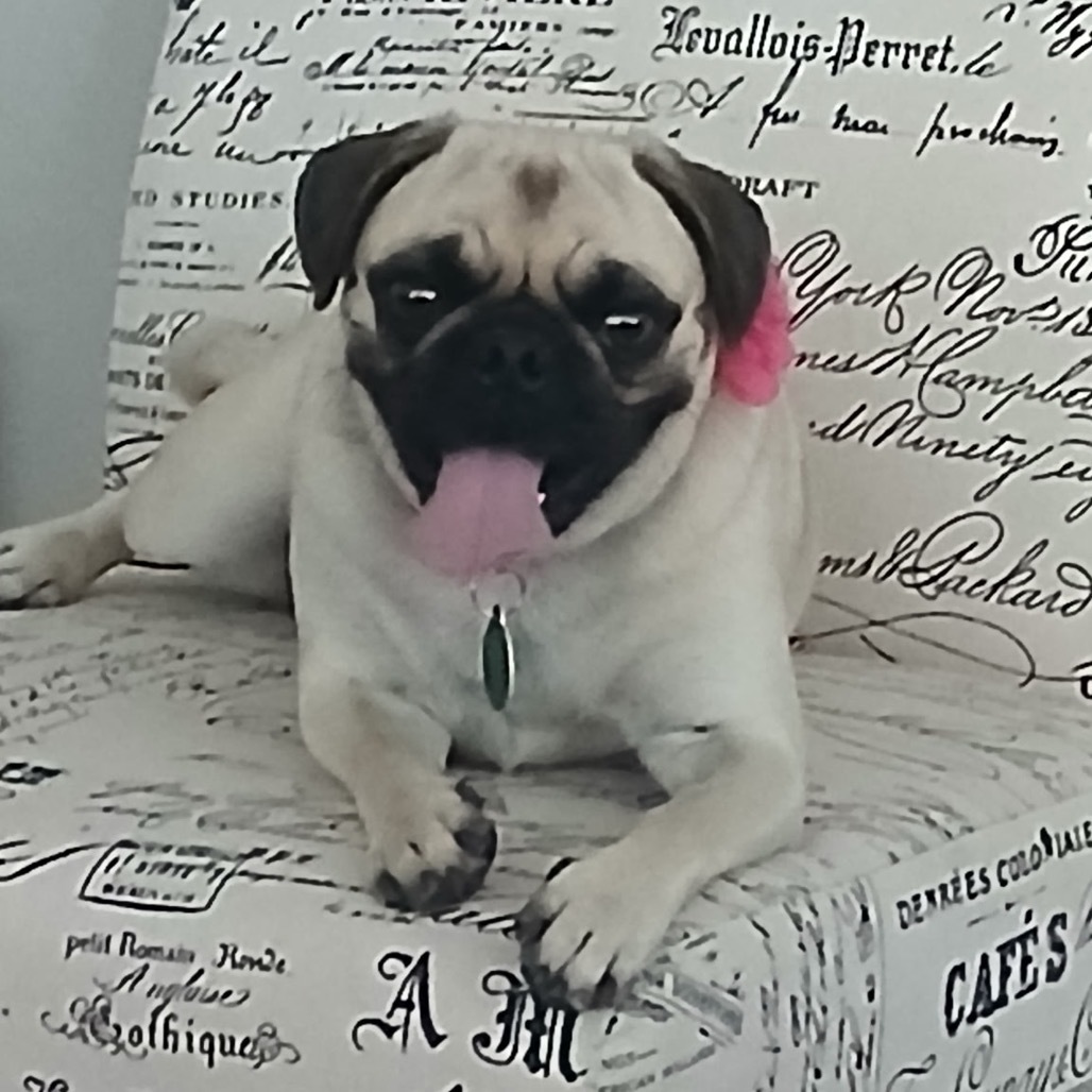 Pugslee