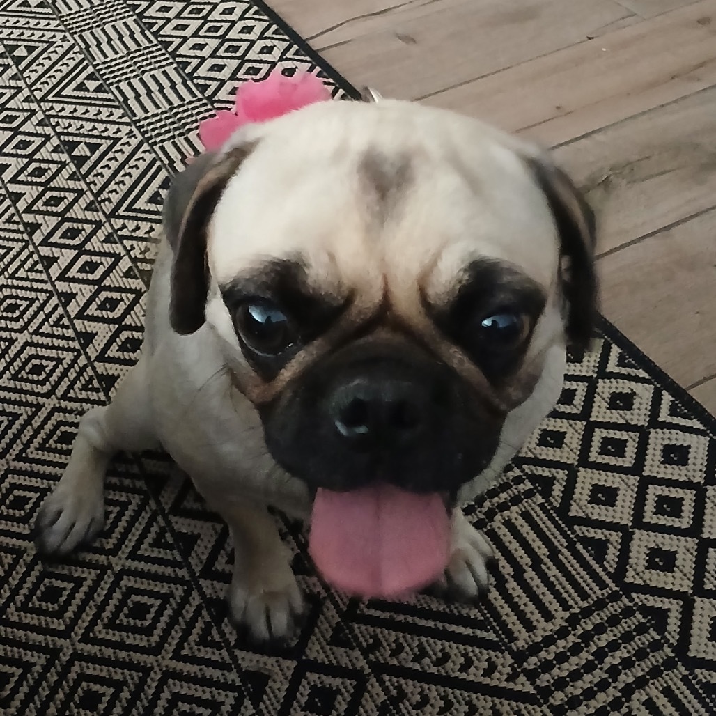 Pugslee