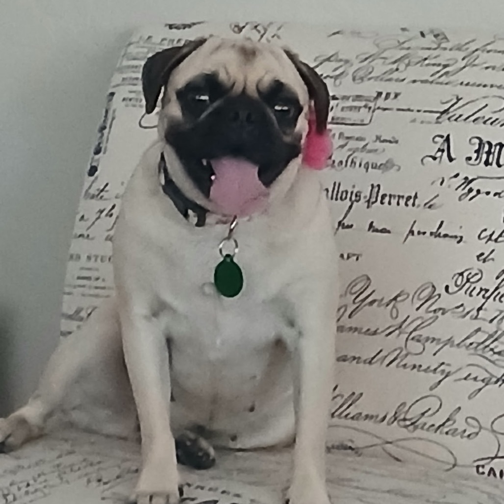 Pugslee