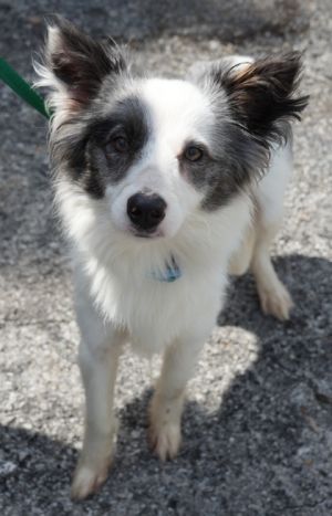 Nova