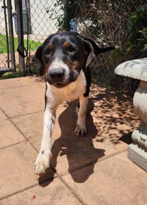 Bruno, Young Male Coonhound