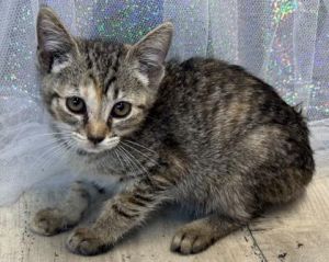 Fairy, Adult Female Domestic Short Hair