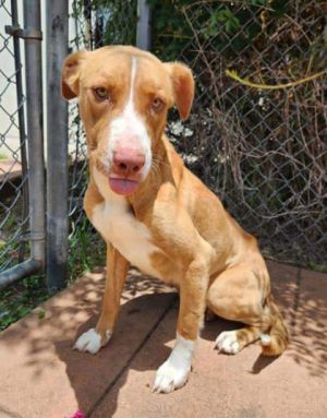 Tiger, Young Female Retriever