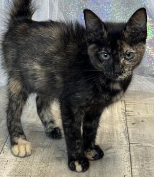 Island, Adult Female Domestic Short Hair