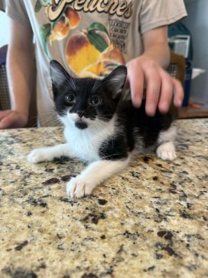 Kajii, Baby Male Domestic Long Hair