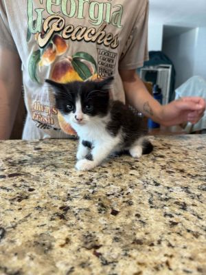 Ryunosuke, Baby Male Domestic Long Hair