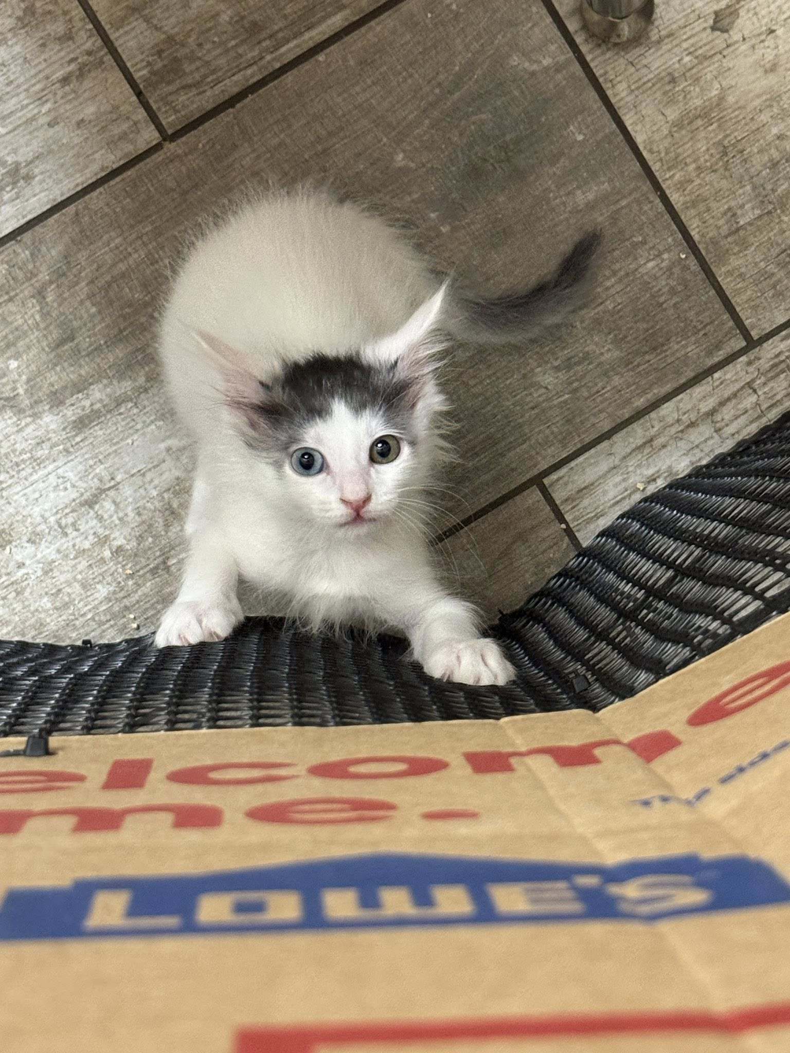 Ripley