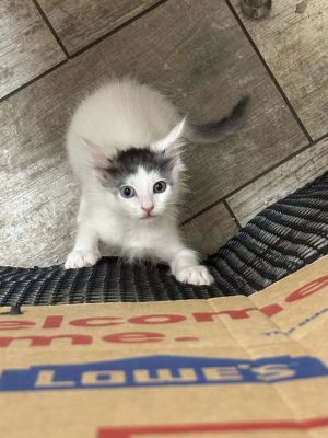 Ripley, Young Female Domestic Medium Hair