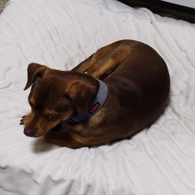 Odie