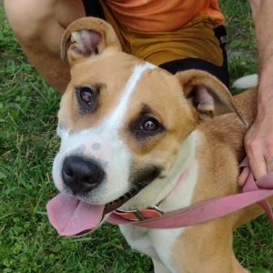 Freya, Young Female Mixed Breed