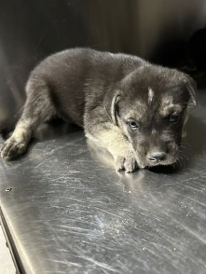 Samson, Adult Male Husky