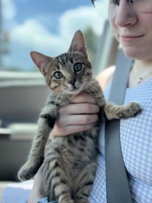 Toad aka Rebel, Baby Male Domestic Short Hair