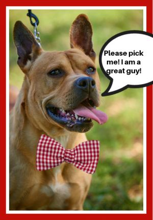 French Mastiff and Cane Corso Mastiff, Young Male unknown