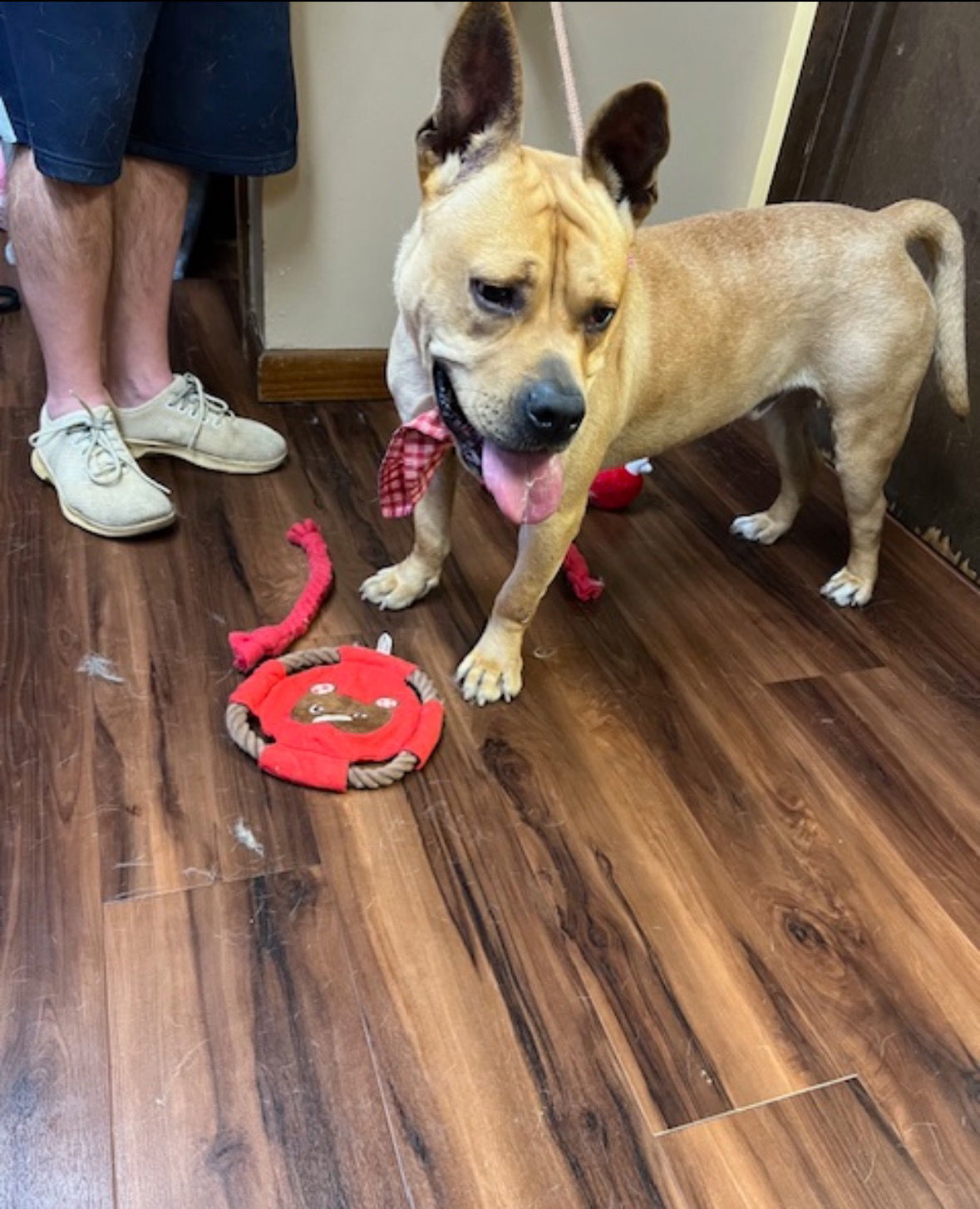 Boerborel , French mastiff