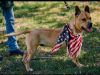 French Mastiff and Cane Corso Mastiff photo 2