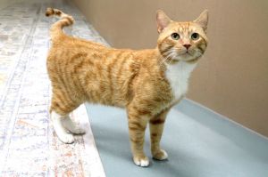 Harlow, Adult Male Tabby