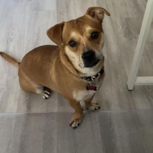Jackson, Adult Male Terrier