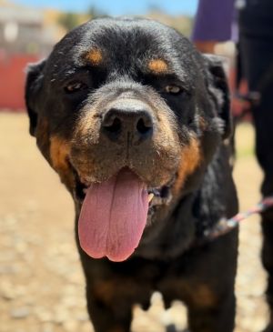 Dixie, Adult Female Rottweiler