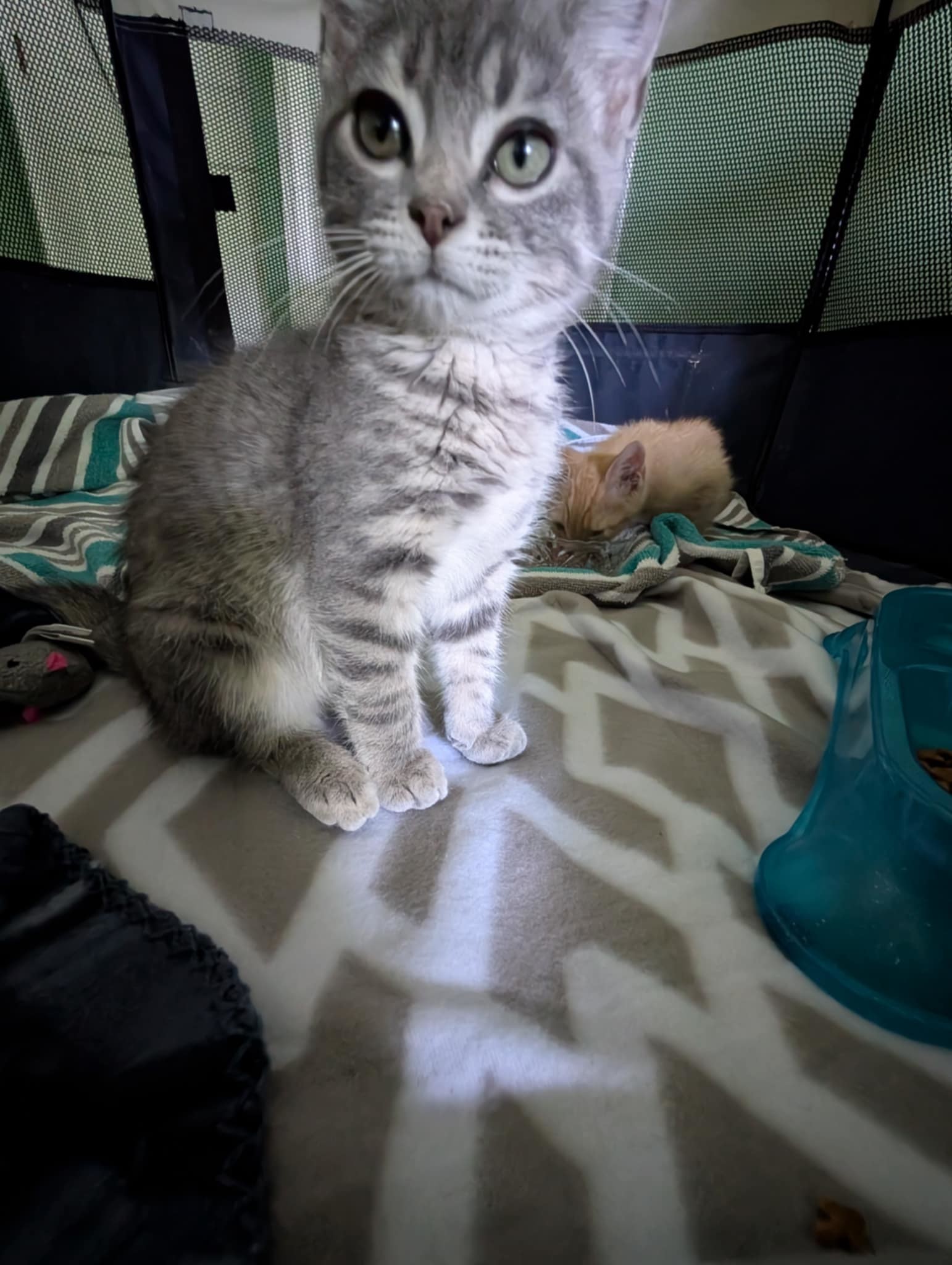 Tara - Not At shelter (Mary)