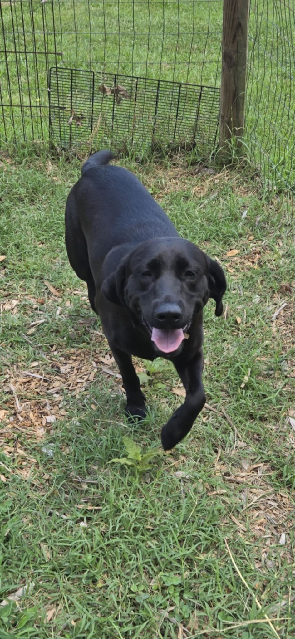 Lexi : Not at shelter (Carisa)