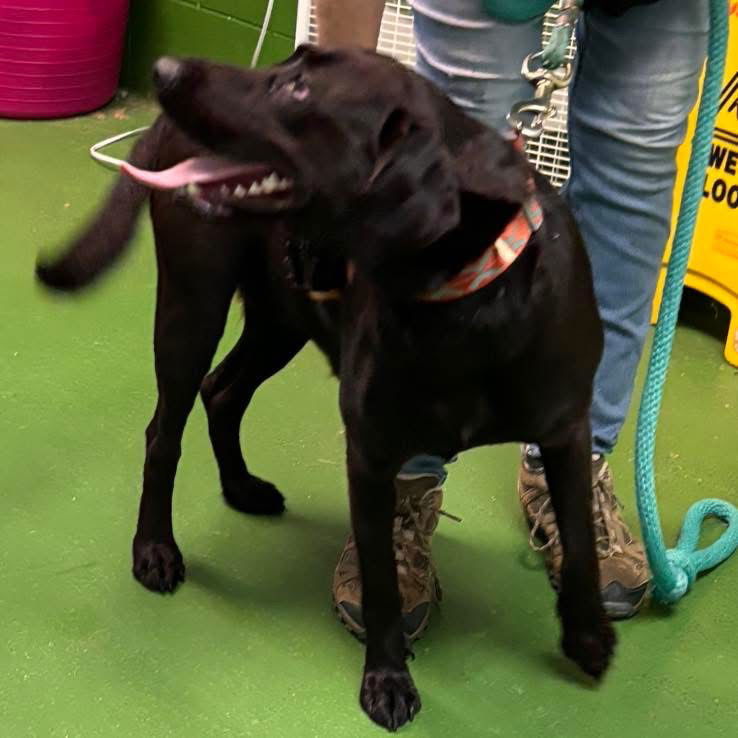 Lexi : Not at shelter (Carisa)