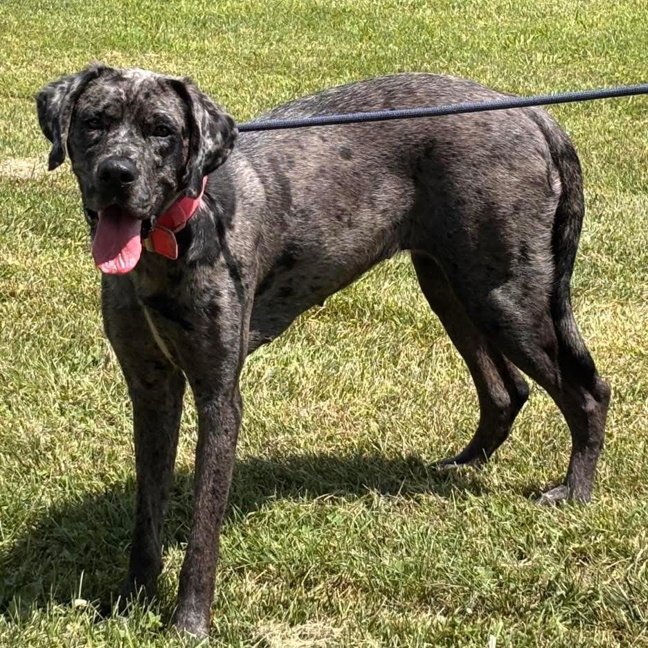 Cookie: At shelter