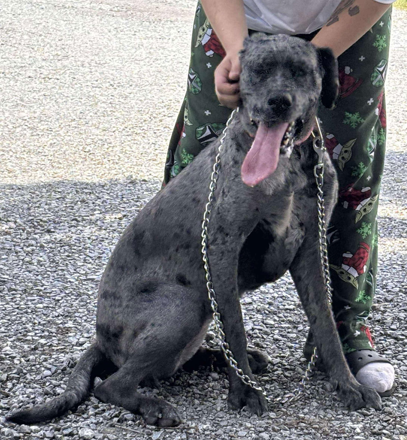 Cookie: At shelter