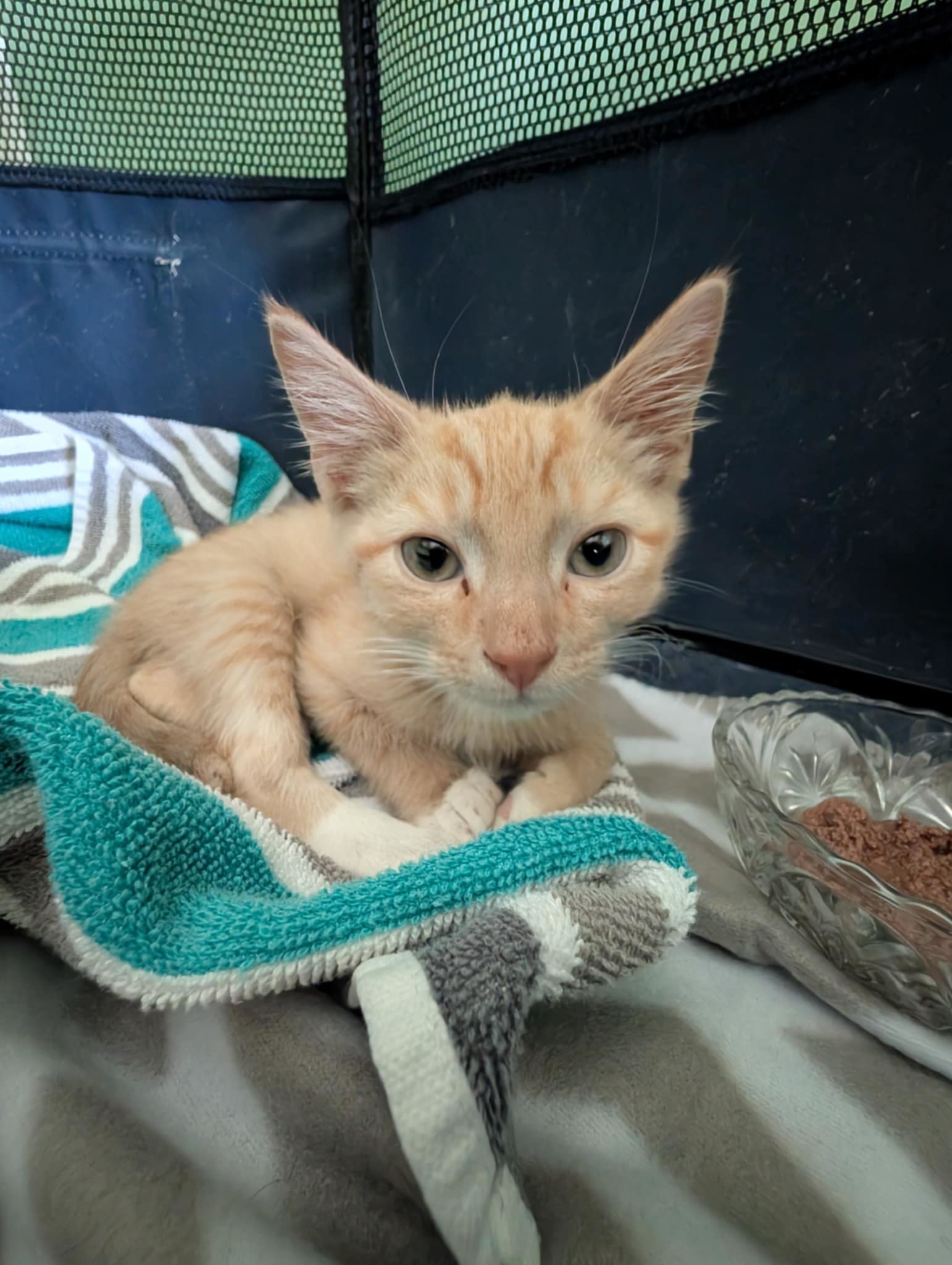 Shark - Not at shelter (Mary)