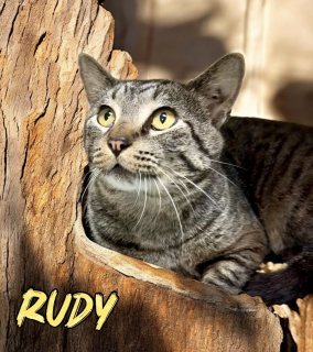 Rudy 125255