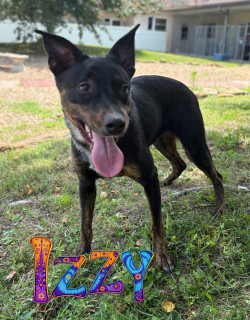 Izzy 125058, Adult Female Shepherd