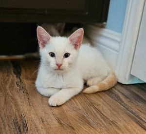 Grits, Baby Male Siamese