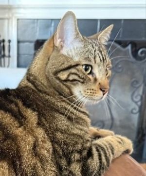 Oliver Tabby Cat