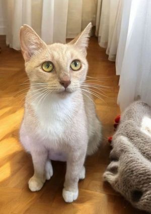 Princess Peach Tabby Cat