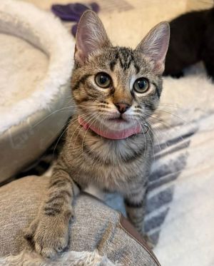 Petal Tabby Cat