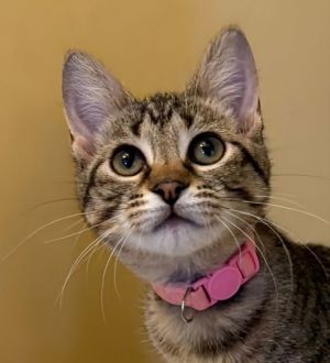 Meet Petal This girl is loaded with sweetness She loves her people and will happily cuddle up to t