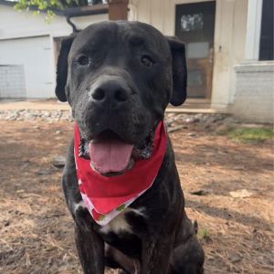 Morpheus, Adult Male Mastiff