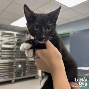 Sam, Baby Male Domestic Short Hair