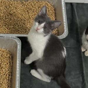 Thelma Domestic Short Hair Cat