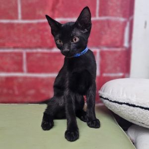 Jonny, Baby Male Domestic Short Hair