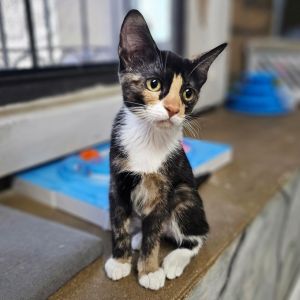 Rosalia, Baby Female unknown