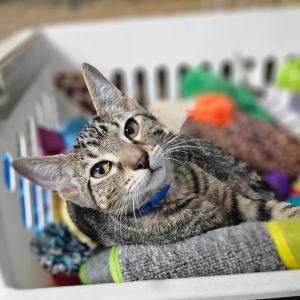 Ghost - PetSmart, Baby Male Domestic Short Hair