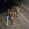 Loki photo 4