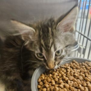 Ace, Baby Male Domestic Medium Hair