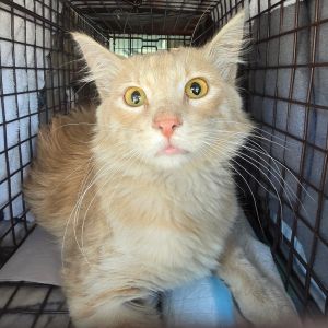 Sandy, Young Male Domestic Short Hair