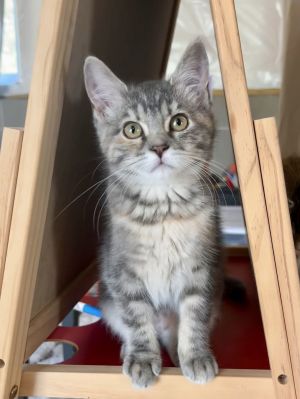 Georgia, Baby Female Domestic Short Hair