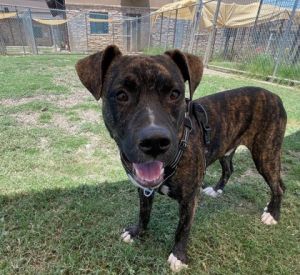 Gemini, Young Male Mountain Cur