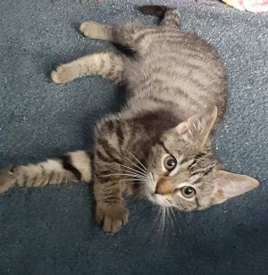 Neo, Baby Male unknown