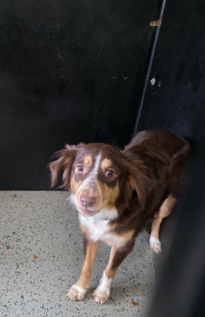 Cinamon, Adult Female Australian Shepherd