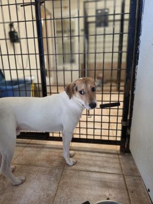 Ross, Young Male Beagle