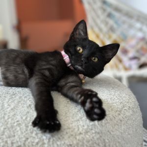Chanel is a beautiful black kitten with a playful spirit and a gentle affection